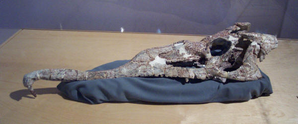 phytosaur fossil